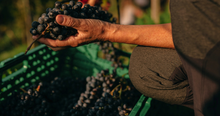 A Swiss Grape Variety